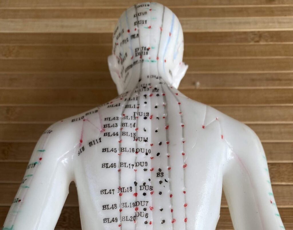 Modello anatomico visto di schiena, con i meridiani e i punti di pressione segnati e numerati lungo la colonna.